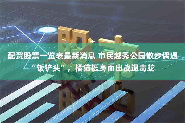 配资股票一览表最新消息 市民越秀公园散步偶遇“饭铲头”，橘猫挺身而出战退毒蛇